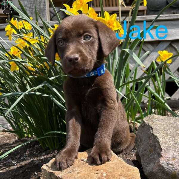 Jake, Chocolate Labrador Retriever Puppy